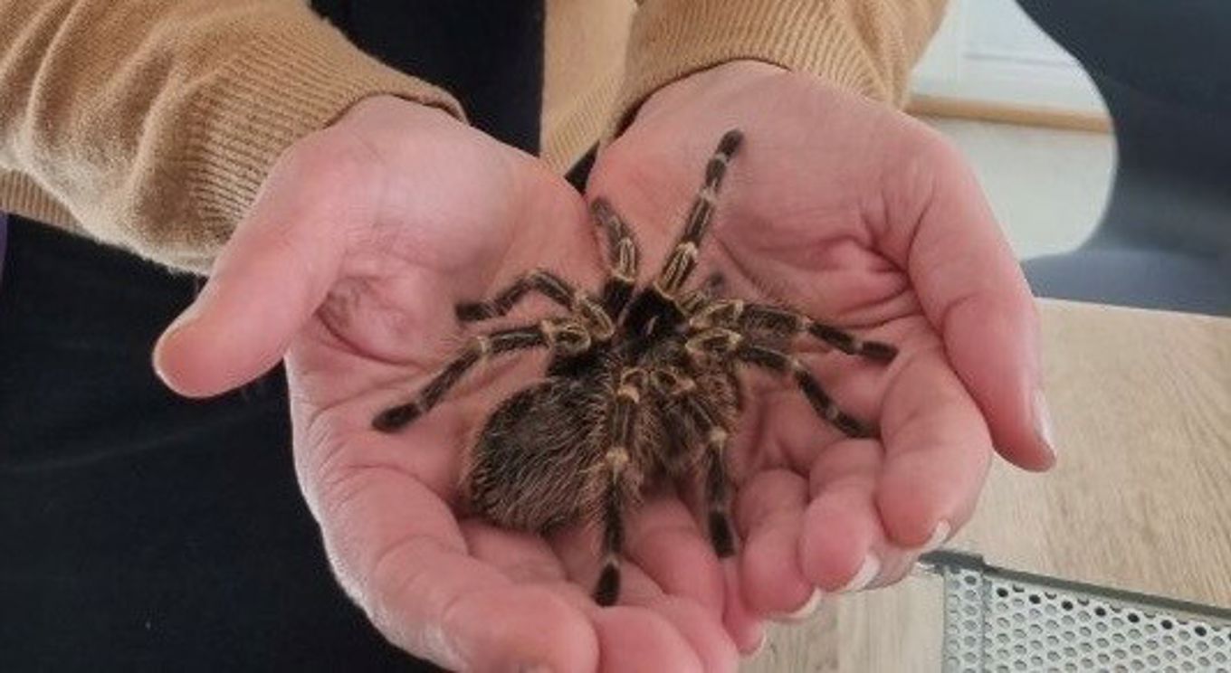 en person som holder et lite dyr en person som holder et lite dyr