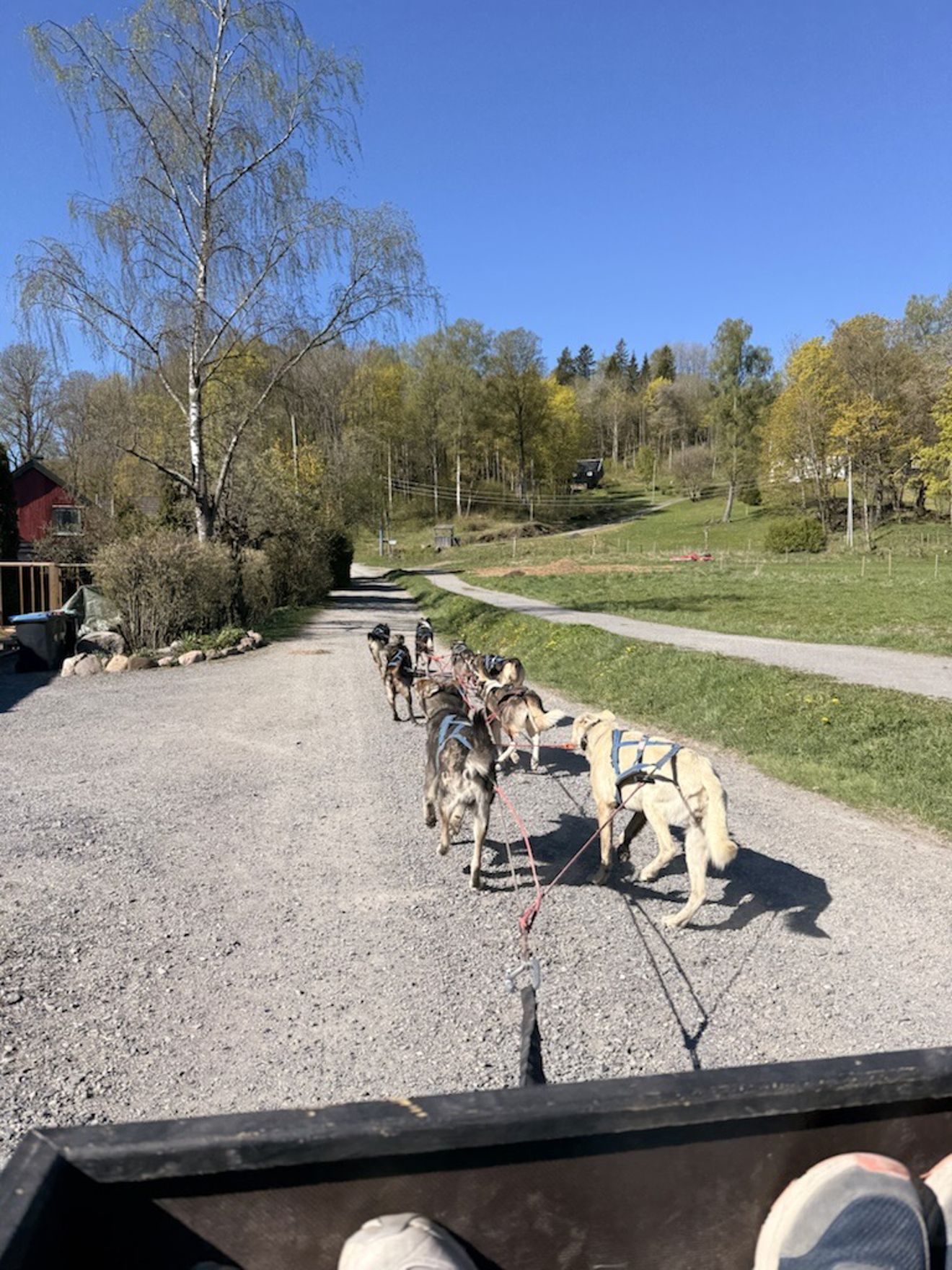 en gruppe dyr på en vei